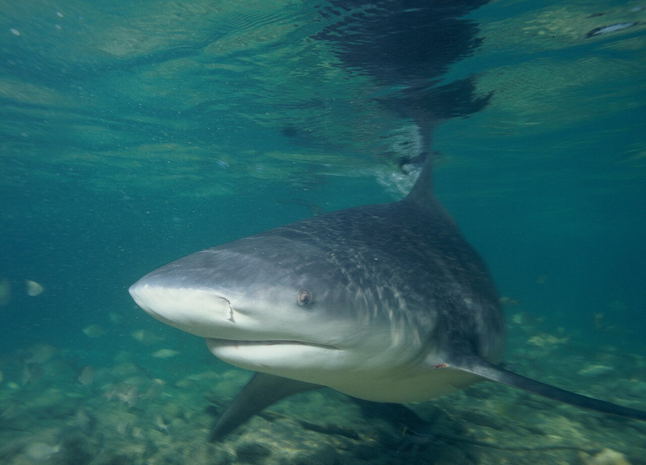 1280px-Bullshark.JPG