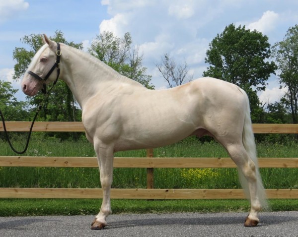 rvult-horse9.jpg