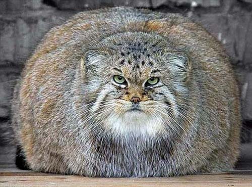 overweight-wildcat.jpg