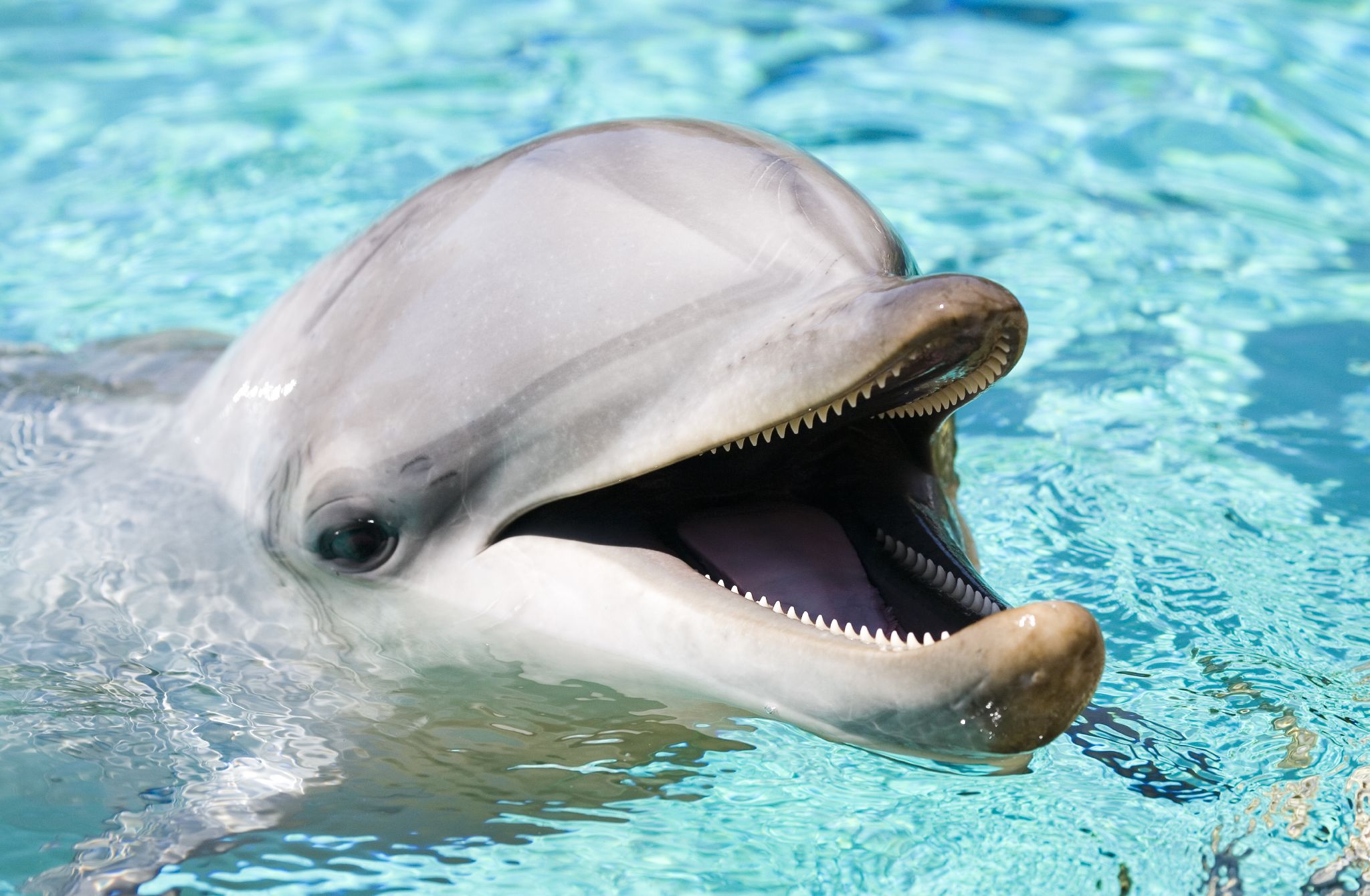 dolphin.jpg