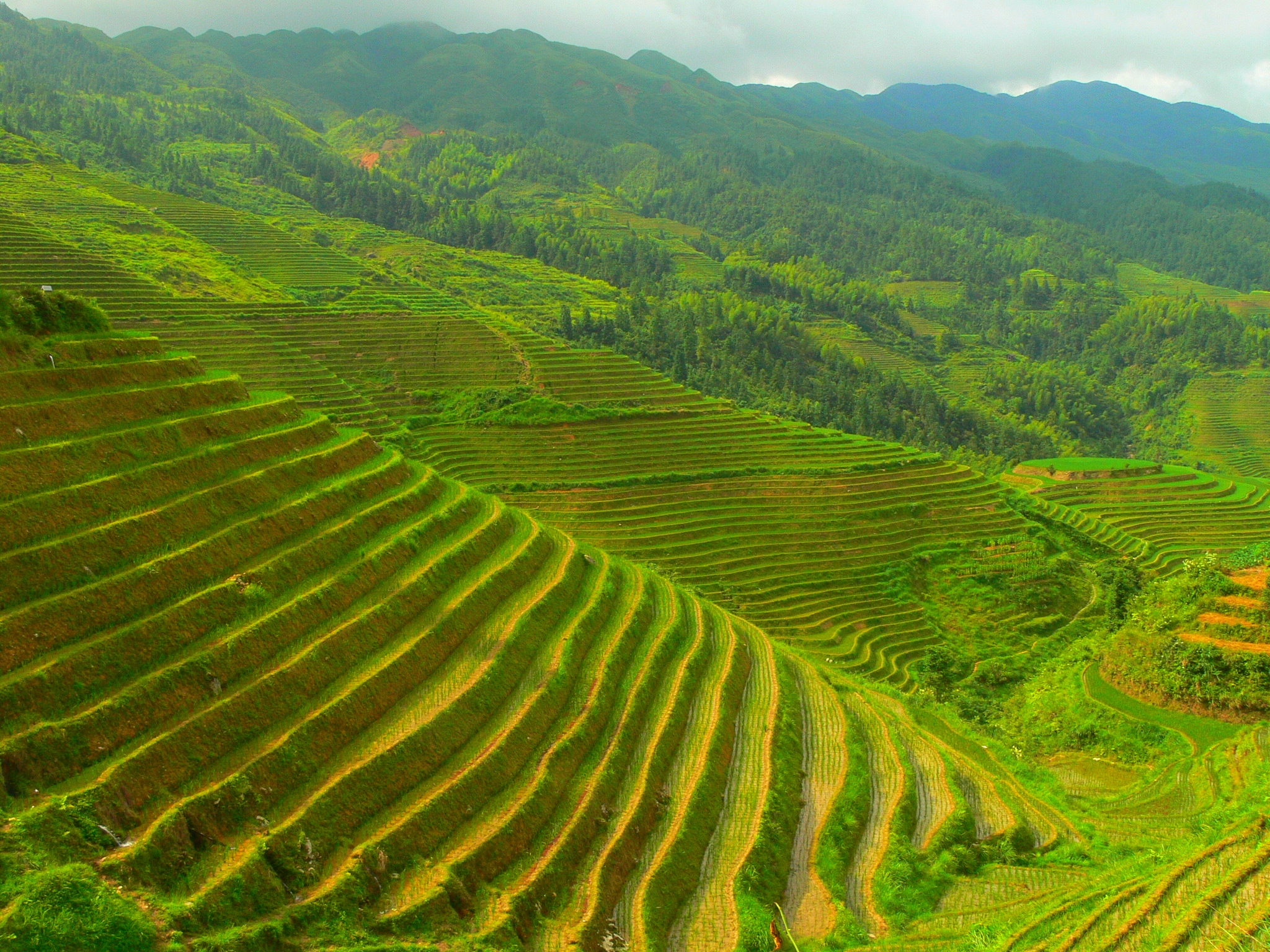 Longji_terrace_-_03.JPG
