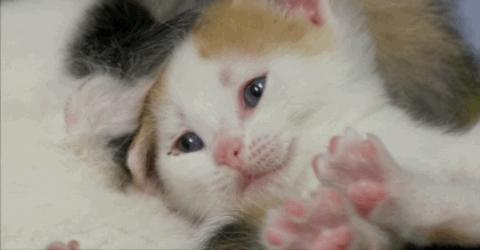a3d72b65182ac69f2252215c8d25463d.gif