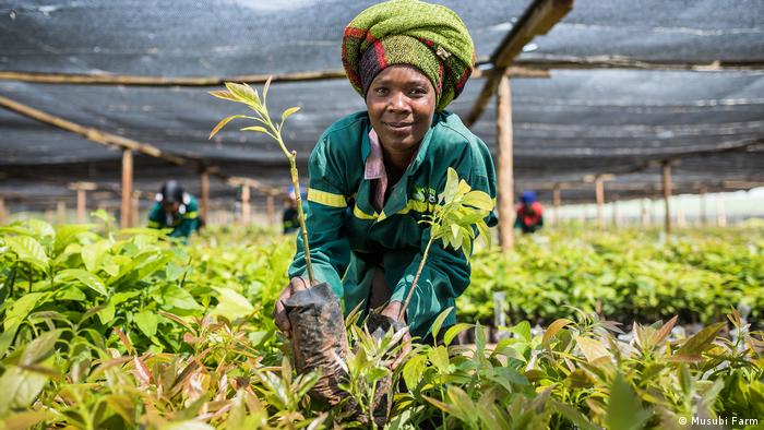 A woman holds avocado seedlings