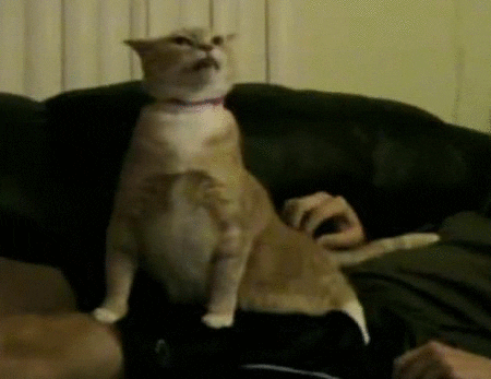 giphy.gif