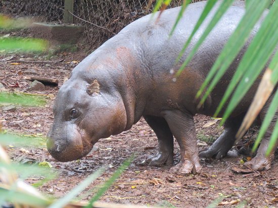 pygmy-hippopotamus.jpg