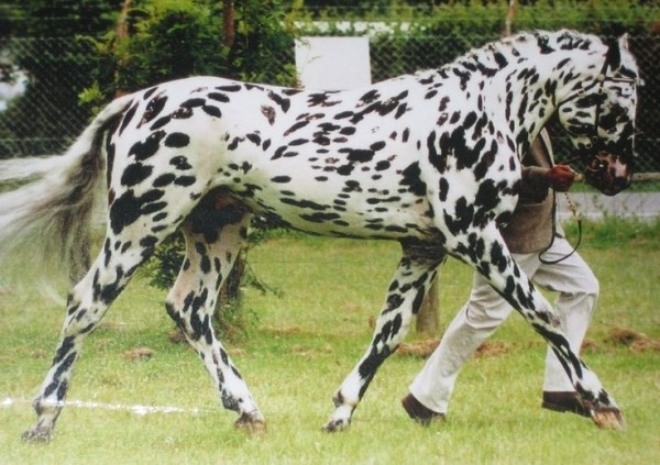 3ydwu-horse3b.jpg