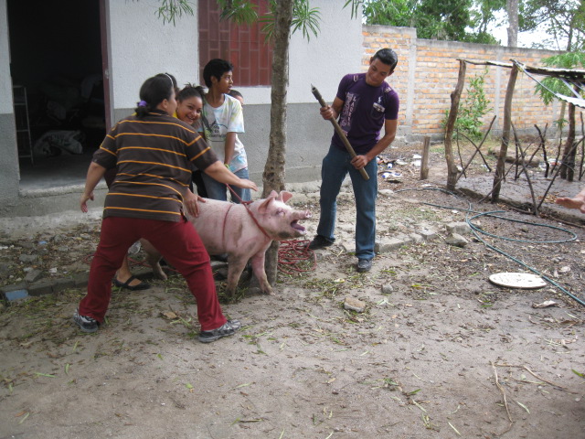 Christmas-pig-8-december-2013-013.jpg