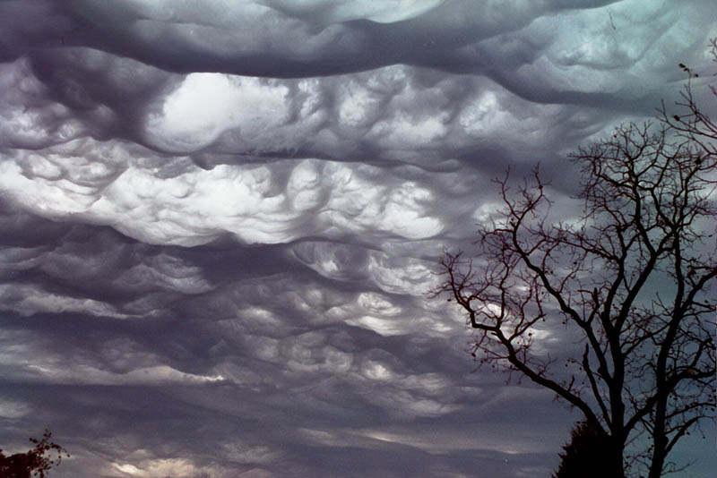 undulatus_asperatus.jpg