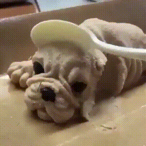 giphy.gif