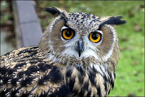 page27-european_owl_1_467x313.jpg
