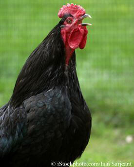 3000.chickencluck2.jpg