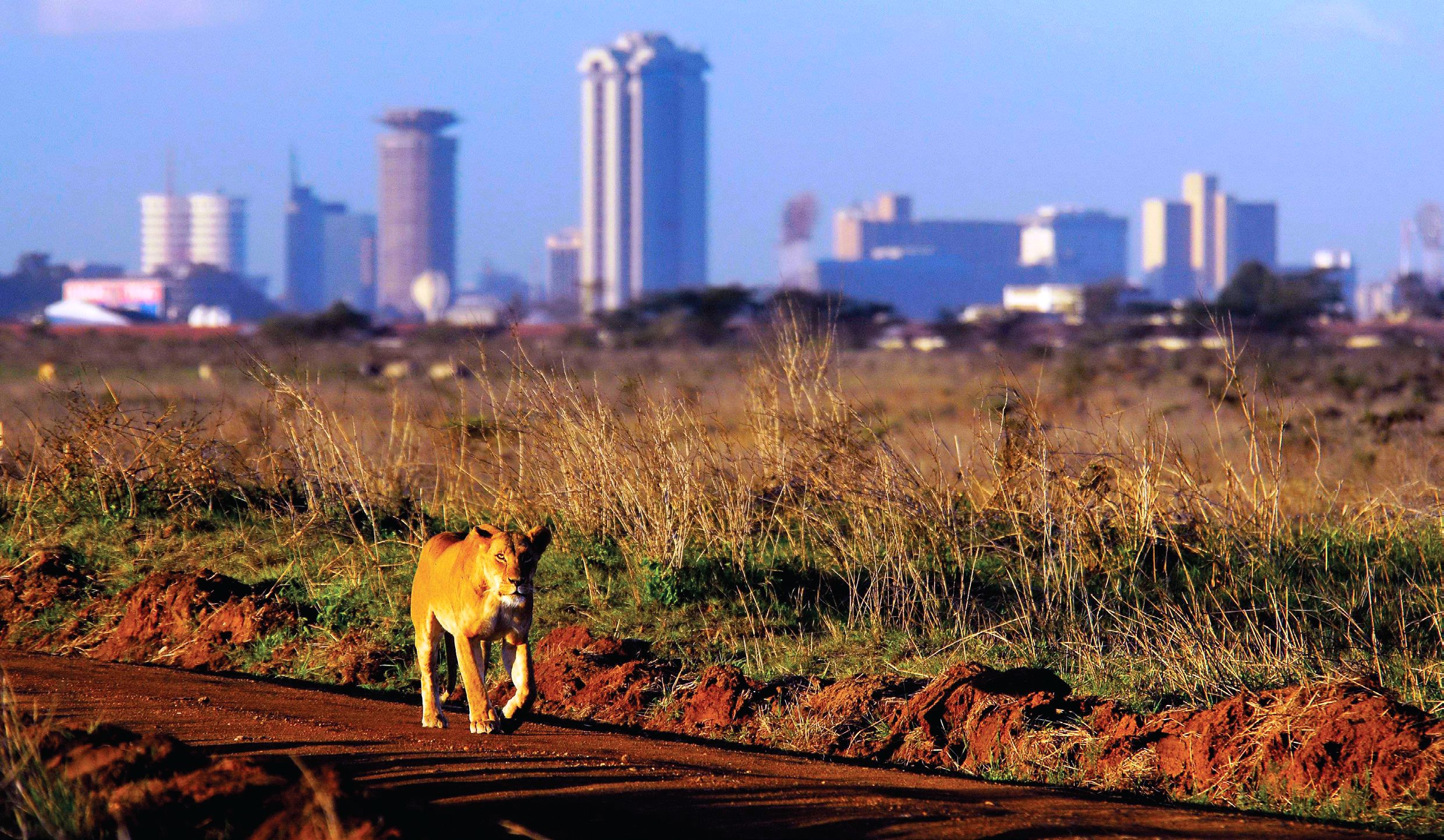 nairobi-national-park.jpg