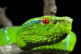 news.2010.122.viper.jpg