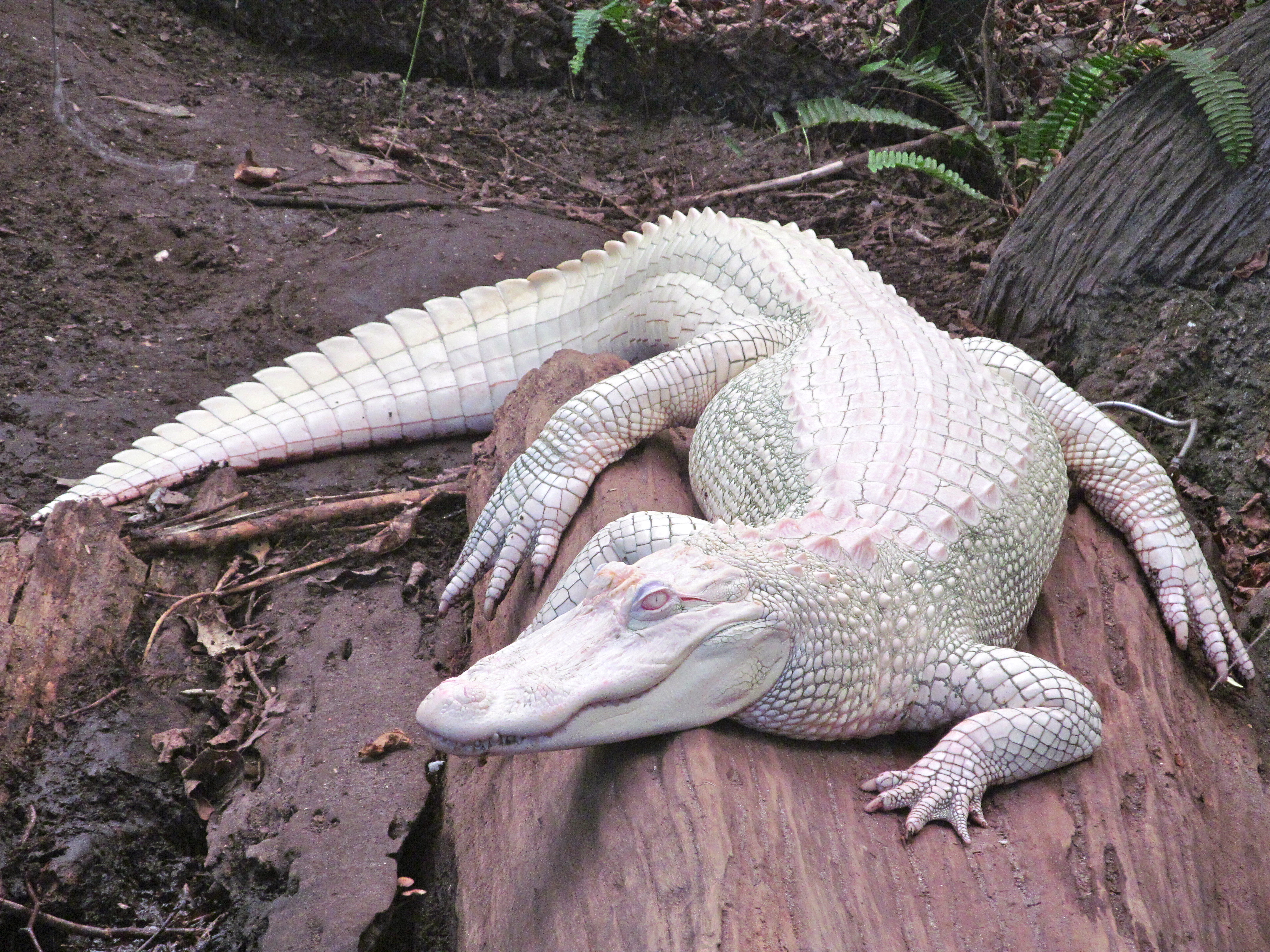 Rico_-_Albino_Alligator.jpg