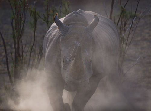 kenya-rhino-charge.jpg
