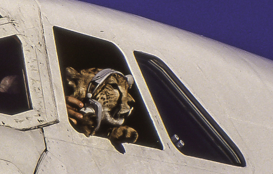 nbo-1453097761.jpg