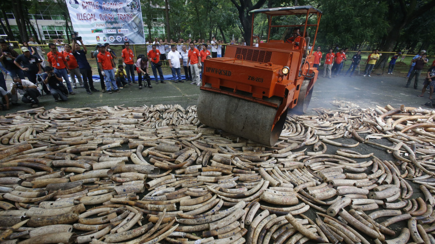 destroying-ivory.jpg
