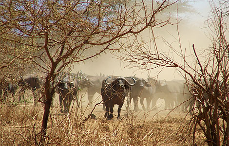 tsavo1.jpg