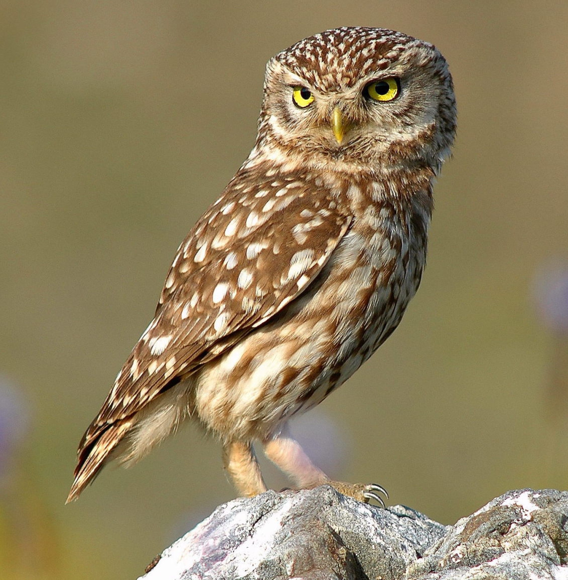 Athene_noctua_%28cropped%29.jpg
