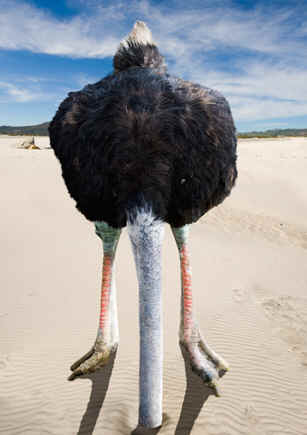 ostrich.jpg
