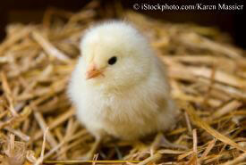 4628.cutechicken2.jpg