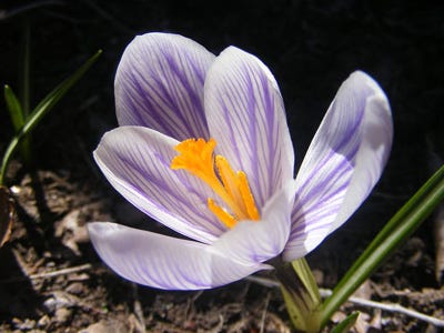 18-saffron.jpg