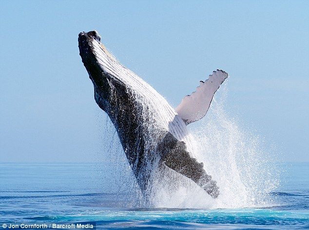 Whale.jpg
