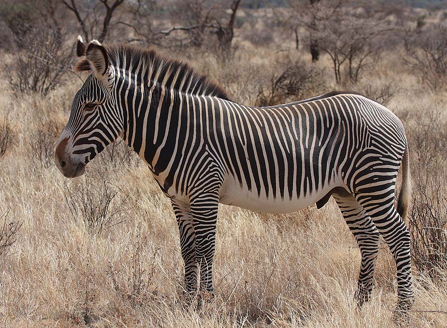 Grevy%27s_Zebra_Stallion.jpg