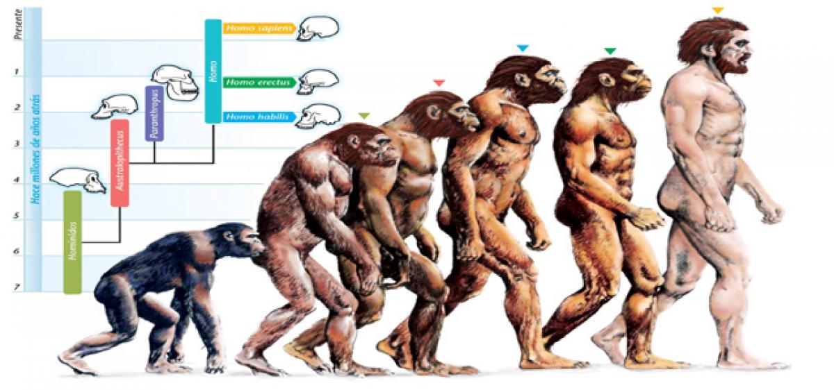 8676_Human_Evolution.jpg