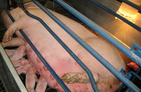 6471.gestation_5F00_create_5F00_465.jpg