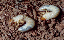 scarab-beetle-larvae.jpg