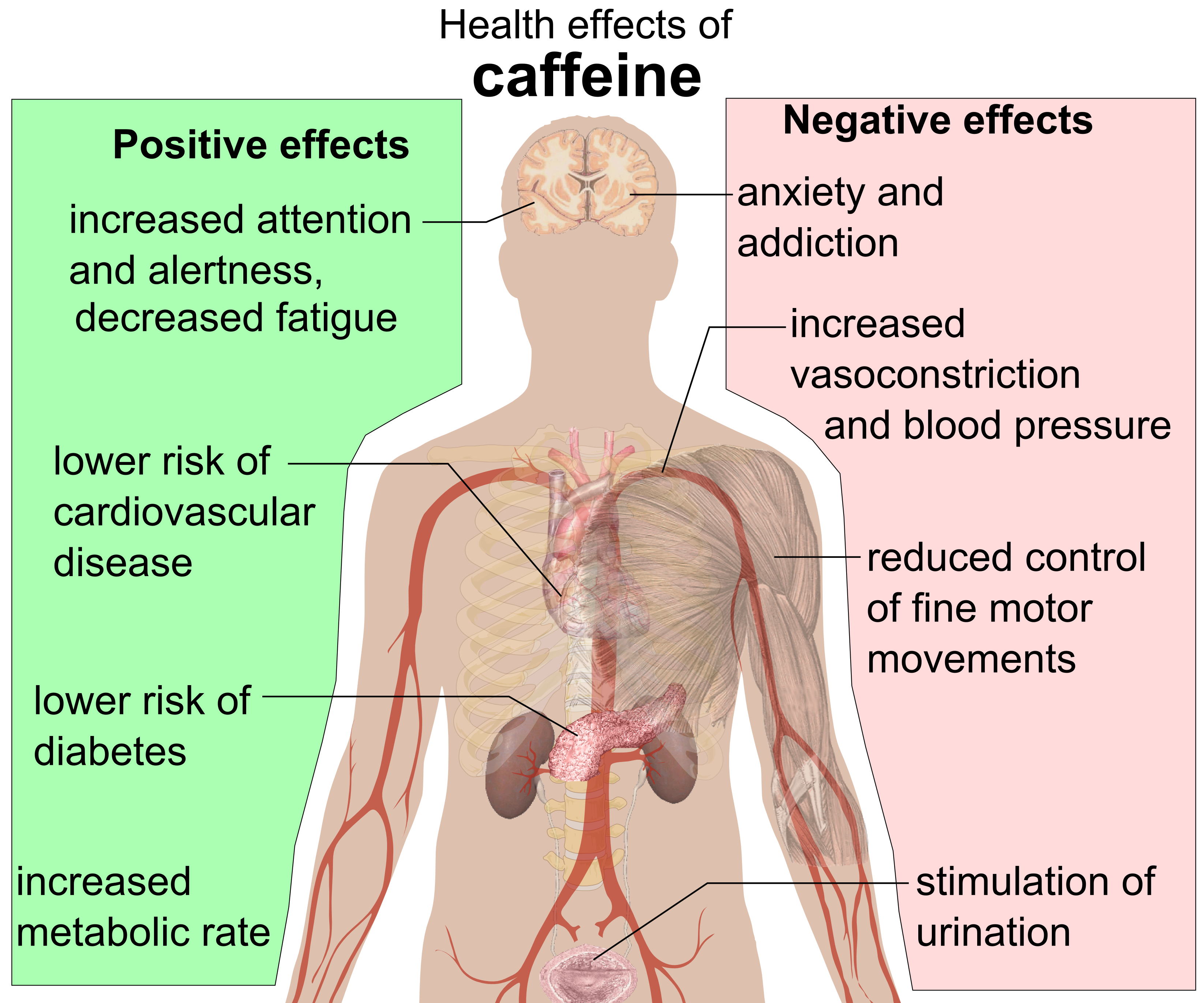 Health_effects_of_caffeine.png