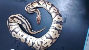 _101749704_snakesss.jpg