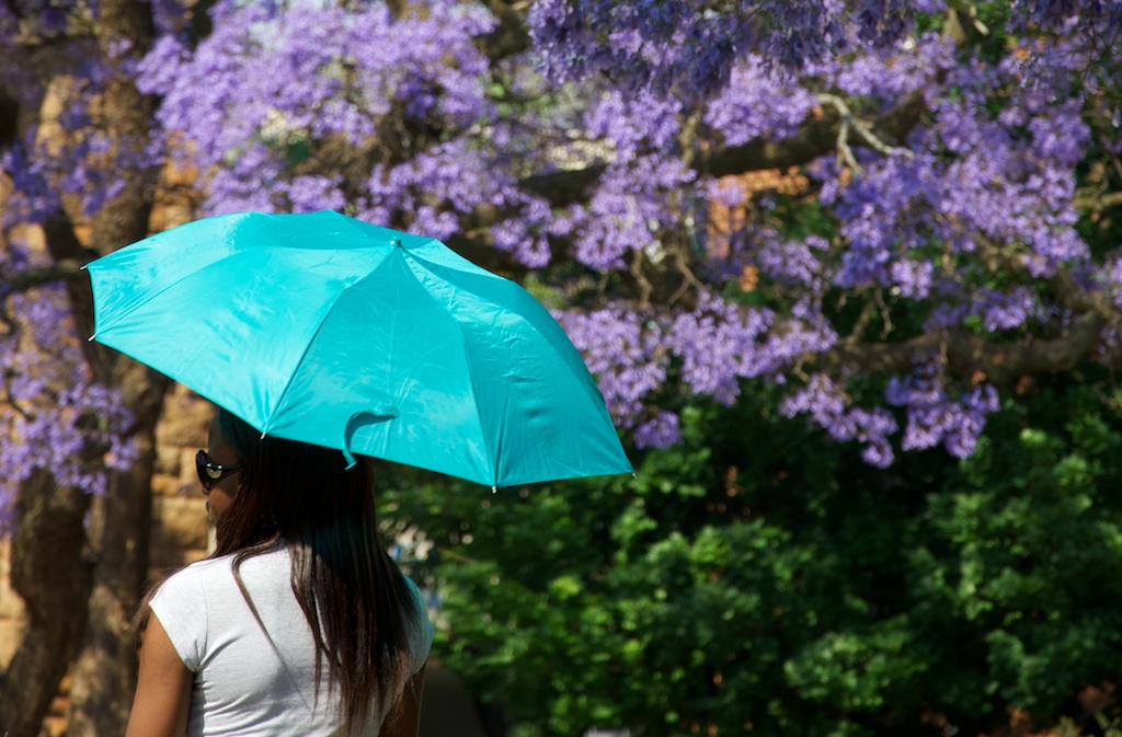 jacarandas-4-of-6.jpg
