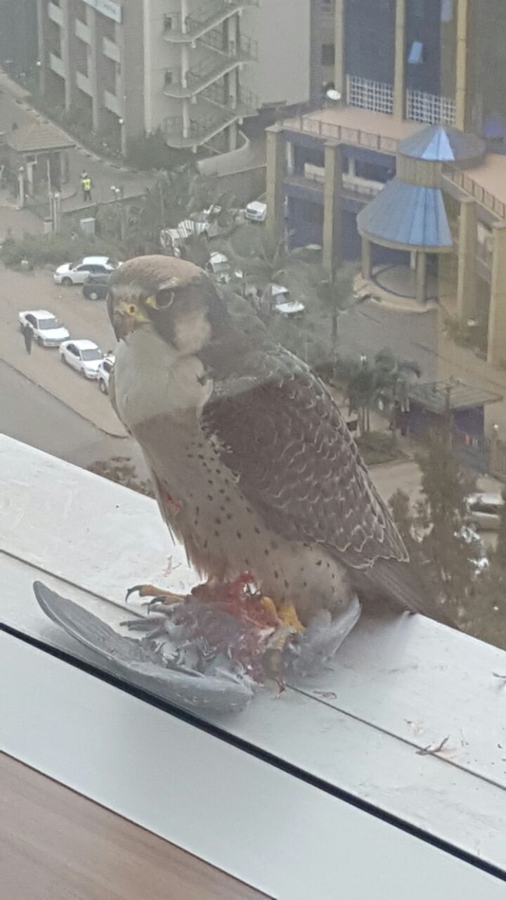 CnoNoodXYAALLGh.jpg:large