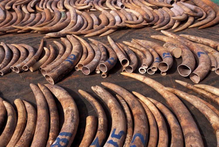 tusks.jpg