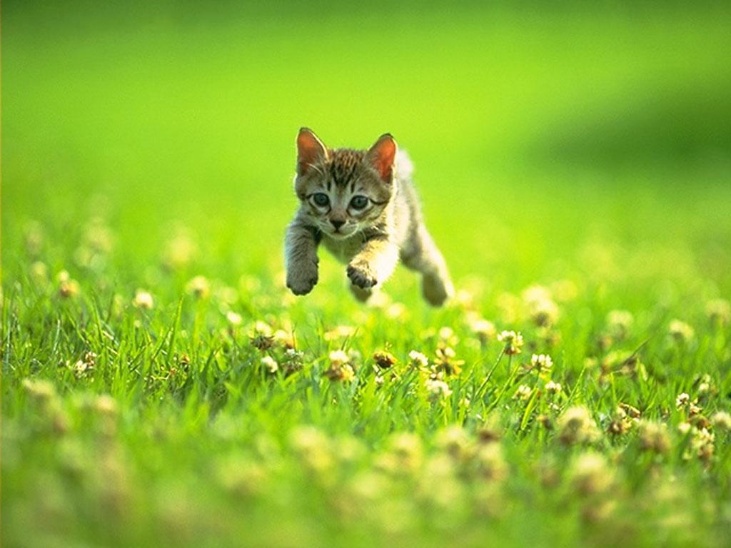 cute-kitten-playing.jpg