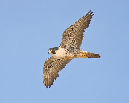 peregrine_falcon_3.jpg