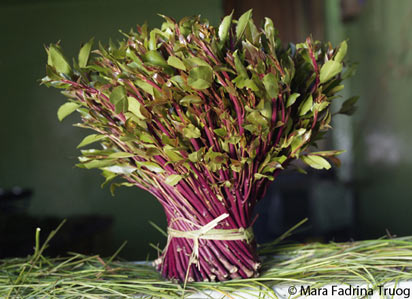 Khat(2).jpg