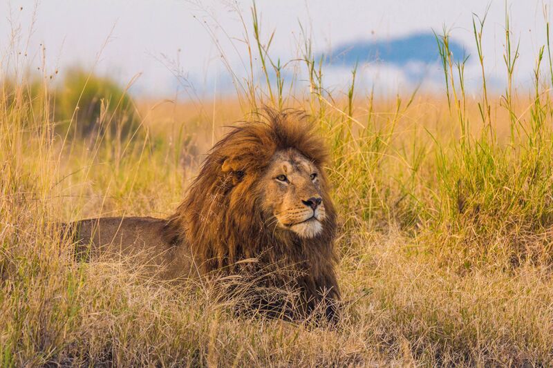 The King