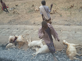 Ethiopia-railkill.jpg