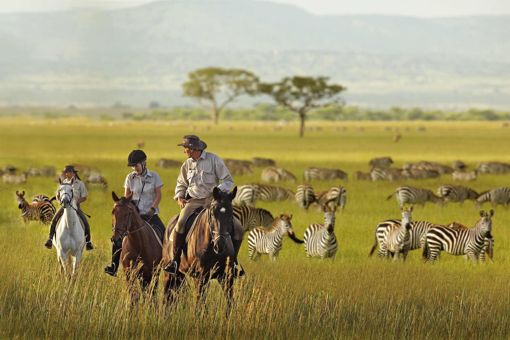 serengeti-national-park-zebras.jpg