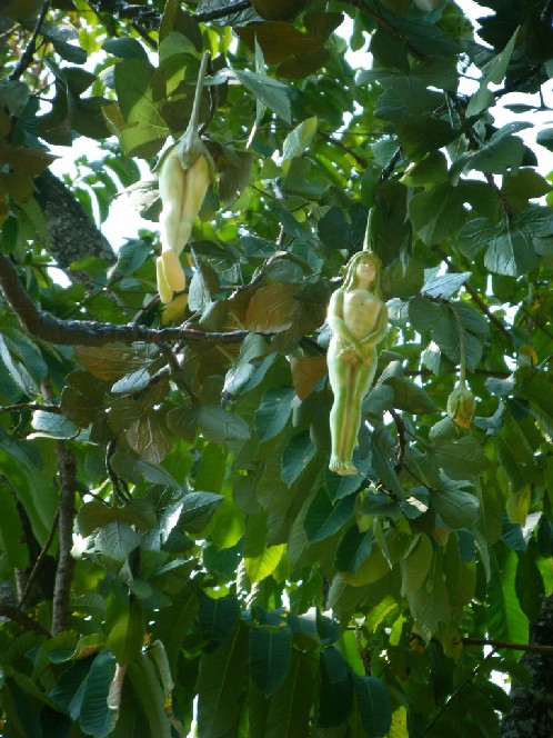 002_tree.jpg