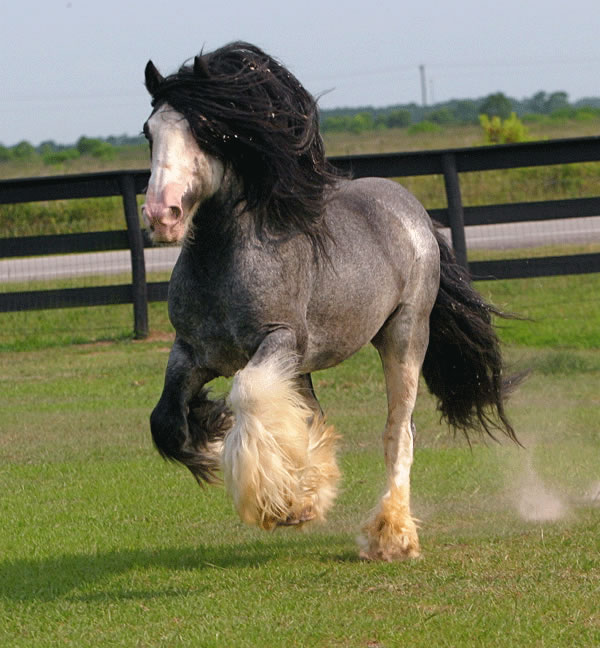 k8jow-horse5.jpg