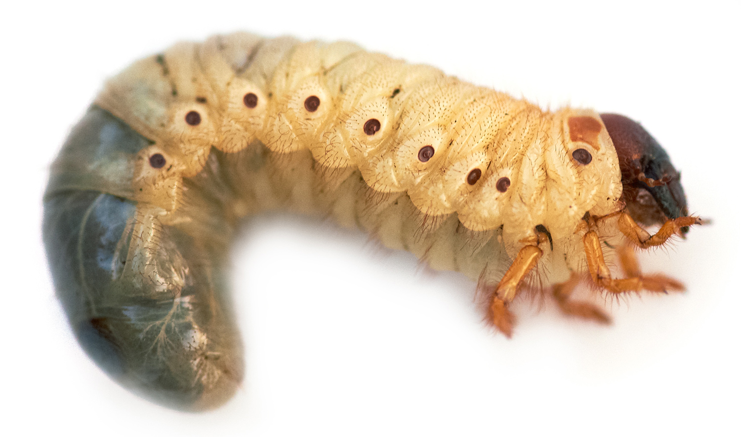 white_grub.jpg
