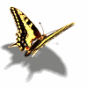 Animated_butterfly.gif