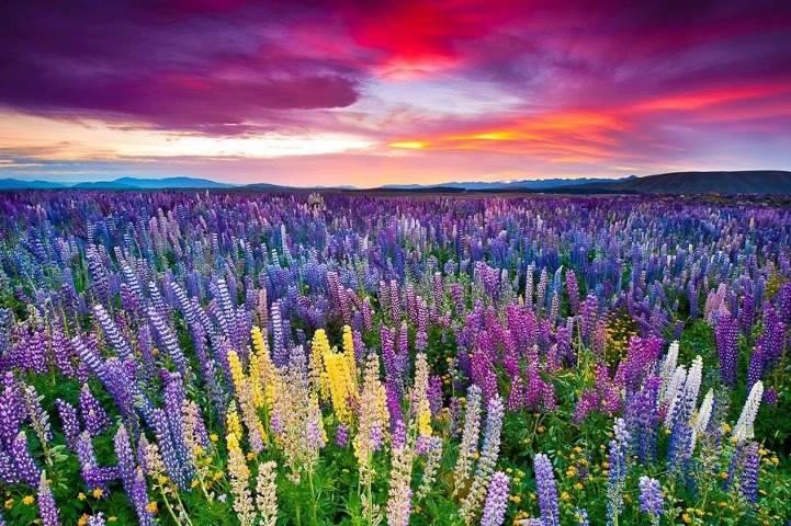 Mult-Color-Flower-Fields.jpg