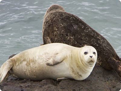 white-seals-picture.jpg