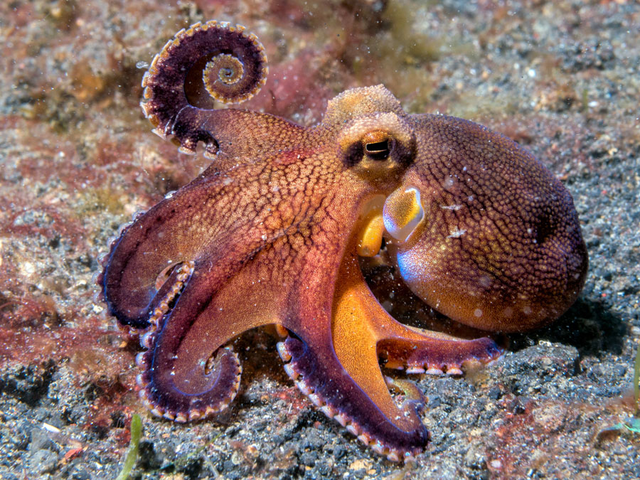Octopus.jpg