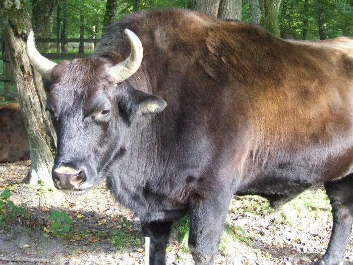 beefalo.jpg